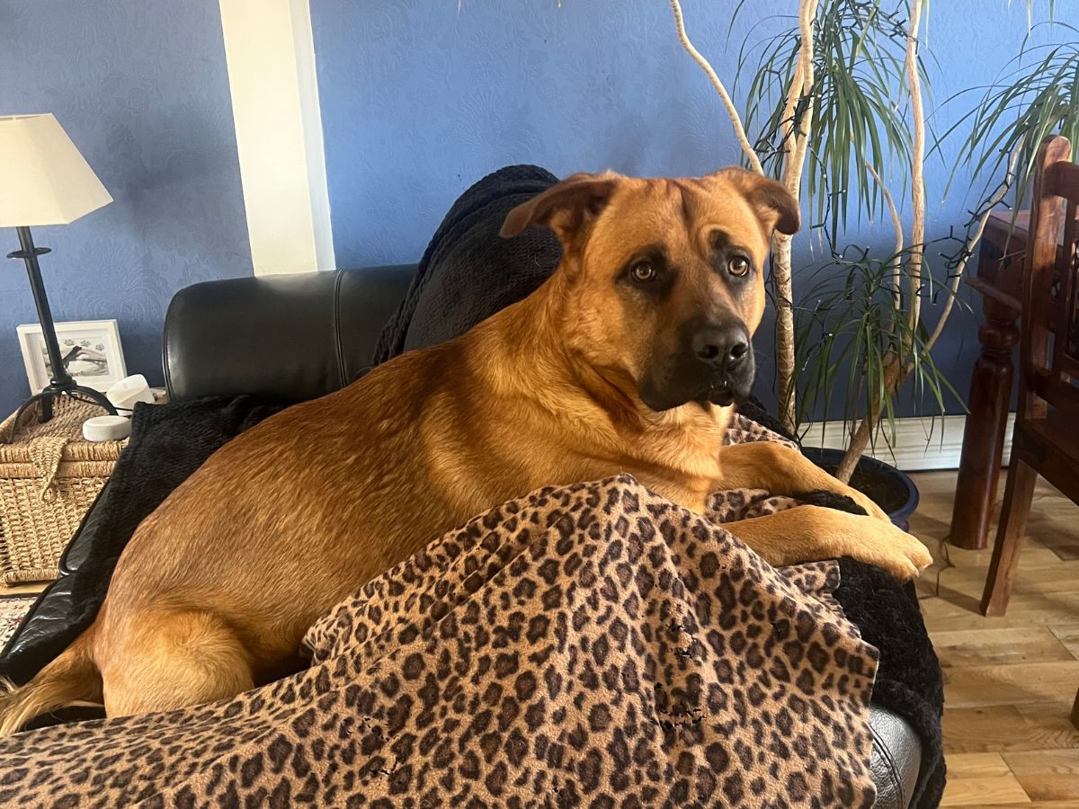Sidney the dog resting on a chair at home in Belfast, recovering after treatment at Vets Now.