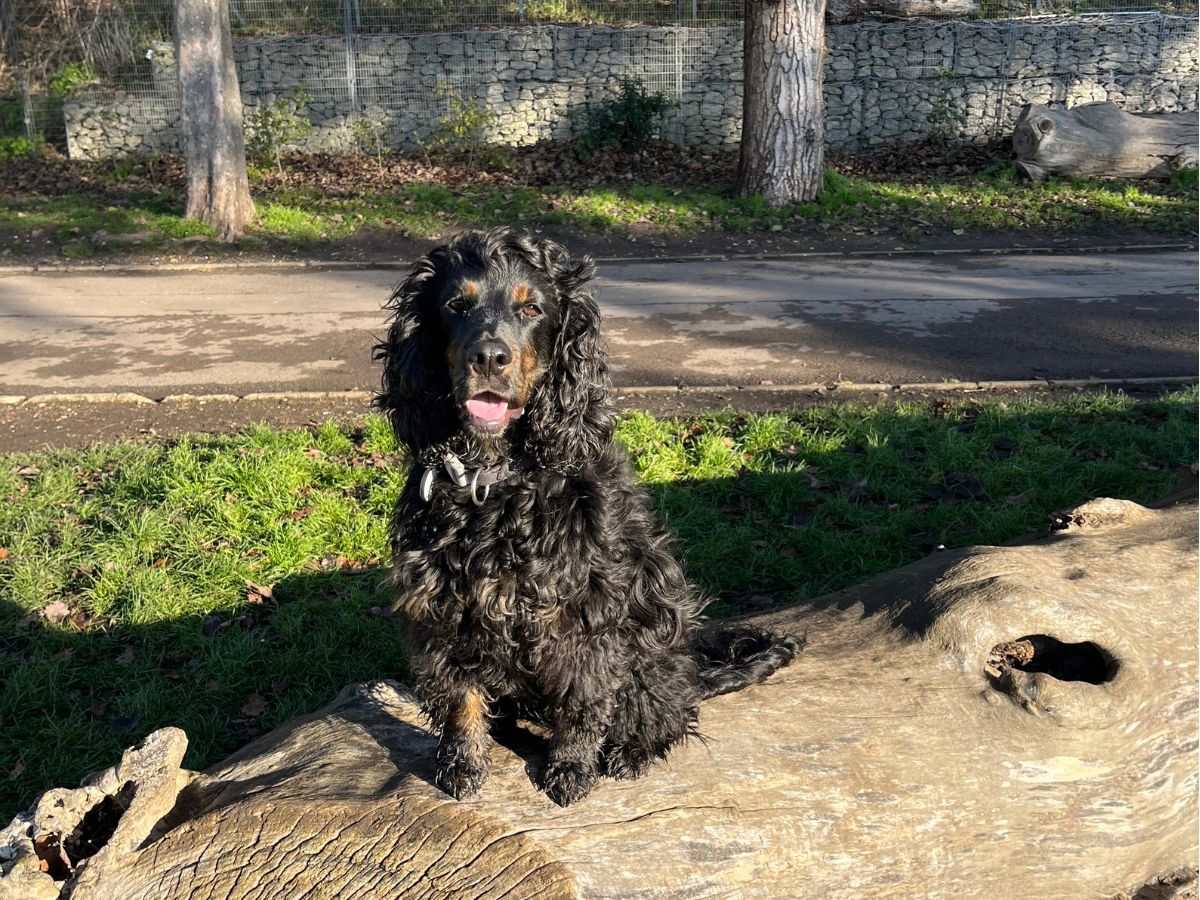 Gin, a black and tan Gordon Setter, sitting on a log in a park