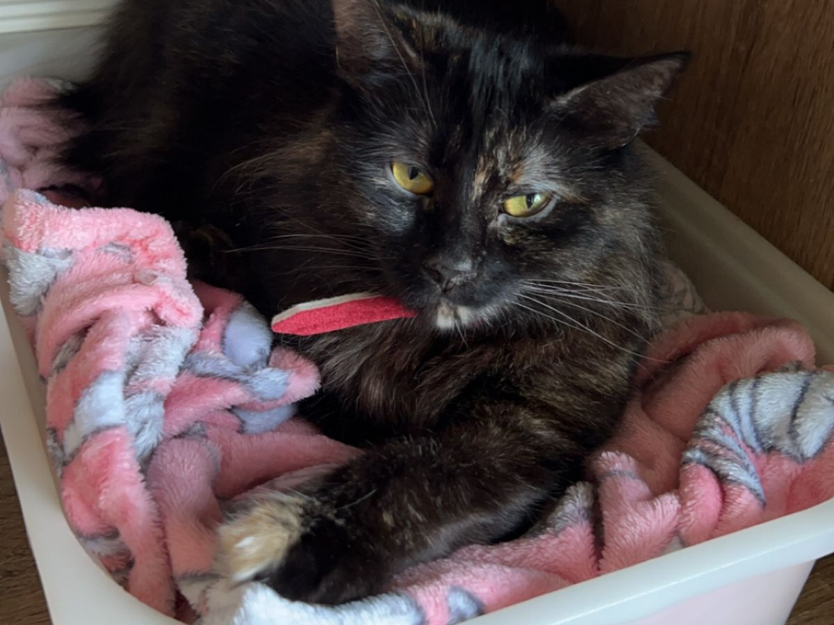 Rolo the tortoiseshell cat lying in a pet bed with a chew toy