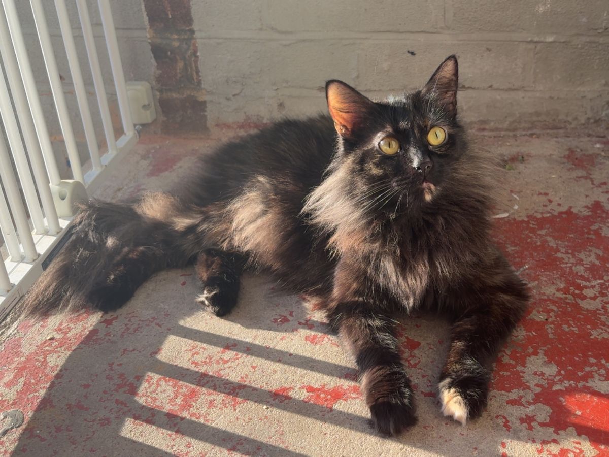 Rolo the fluffy tortoiseshell cat lying on a sunny red floor