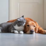 Golden retriever and a grey and white cat lying together on a tiled floor indoors