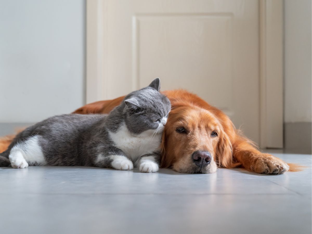 Golden retriever and a grey and white cat lying together on a tiled floor indoors