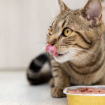A cat licking it's lips as it eats from a food bowl