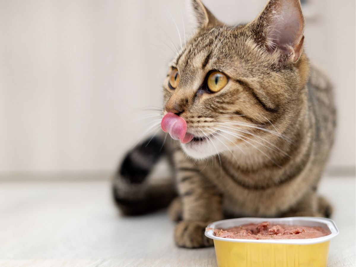 A cat licking it's lips as it eats from a food bowl