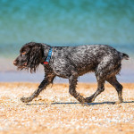 A black and grey cockerspaniel sniffing on a beach