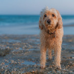 Small cream curly-coated cockapoo standing on a pebbly beach with the sea behind