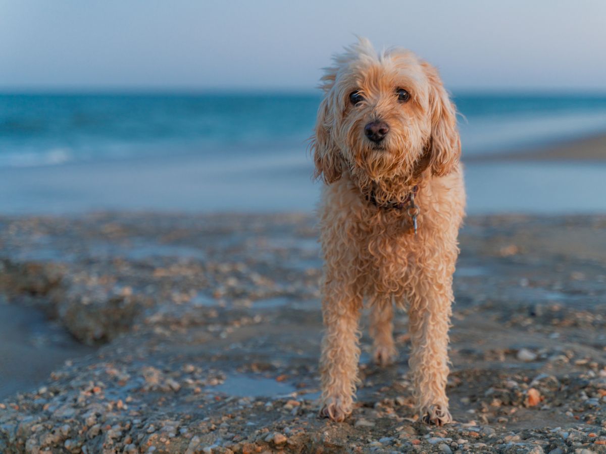 Small cream curly-coated cockapoo standing on a pebbly beach with the sea behind