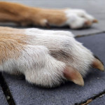 Dog's paws resting on paving slabs, showing paw pads in contact with the ground surface