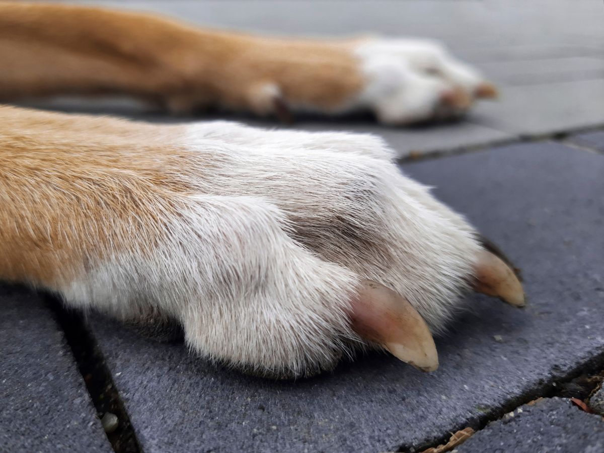 Dog's paws resting on paving slabs, showing paw pads in contact with the ground surface