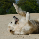 A dog lying on it's back and playing on a sandy beach