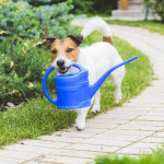 A small dog carries a blue watering can in its mouth, walking along a curved stone path surrounded by a lush green garden.