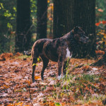 A brindle dog stands alert, wearing a spotted bandana among fallen leaves in a dense forest, surrounded by tall trees and autumn foliage.