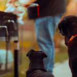 Two dogs watching their owner grill food outdoors, waiting near a barbecue for a treat