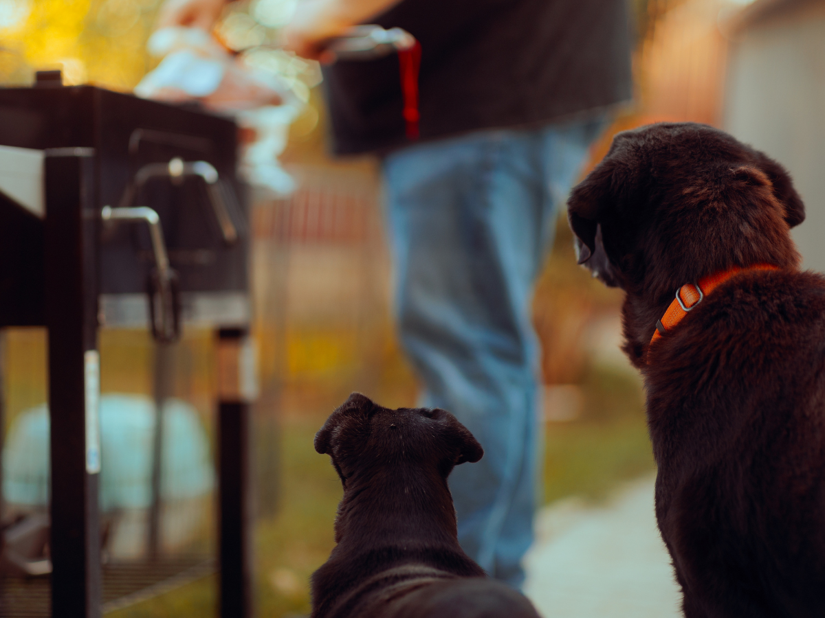 Two dogs watching their owner grill food outdoors, waiting near a barbecue for a treat