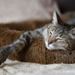 An elderly grey coloured cat lying sleeping in a basket