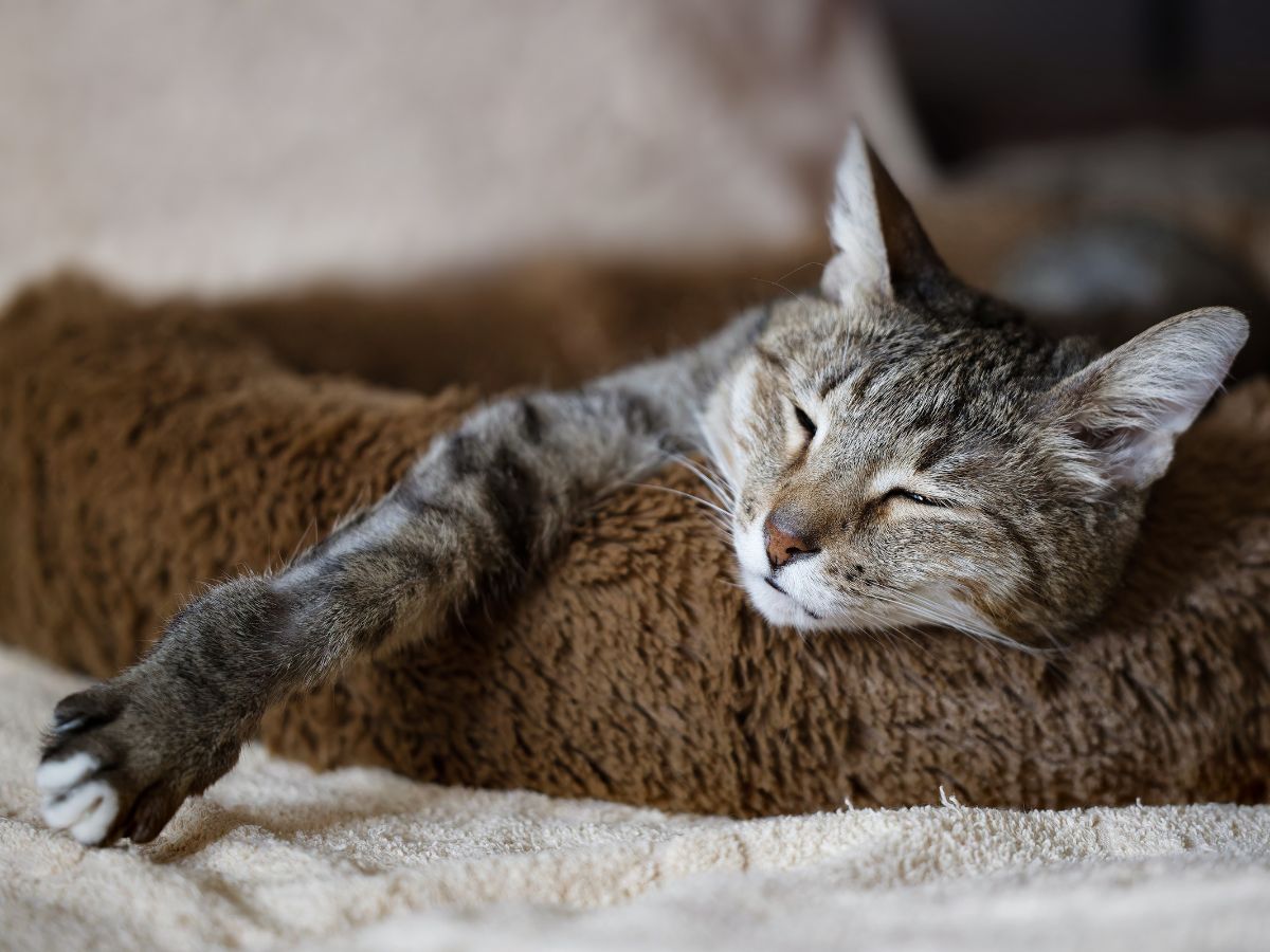 An elderly grey coloured cat lying sleeping in a basket