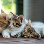 Litter of four young kittens resting together on a wooden floor indoors