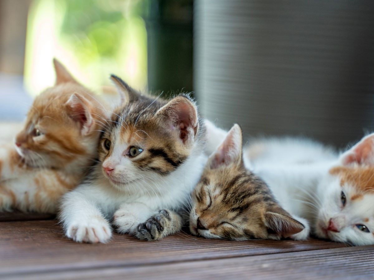 Litter of four young kittens resting together on a wooden floor indoors