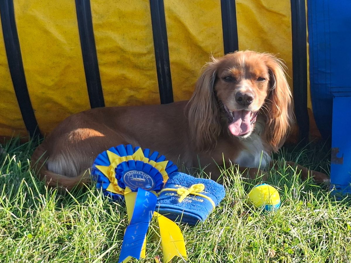 Lyric the cocker spaniel in a grassy park