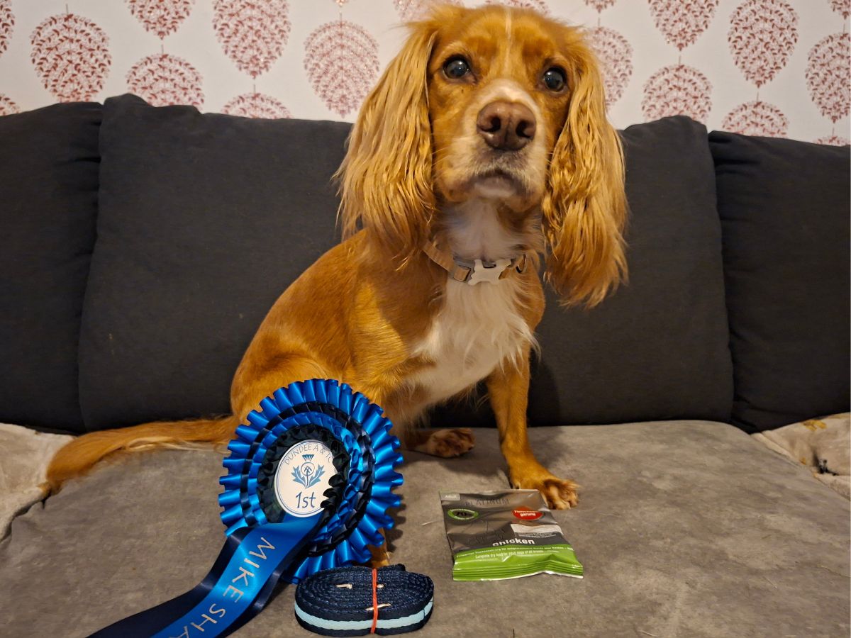 Lyric the cocker spaniel sitting on a couch with a rosette