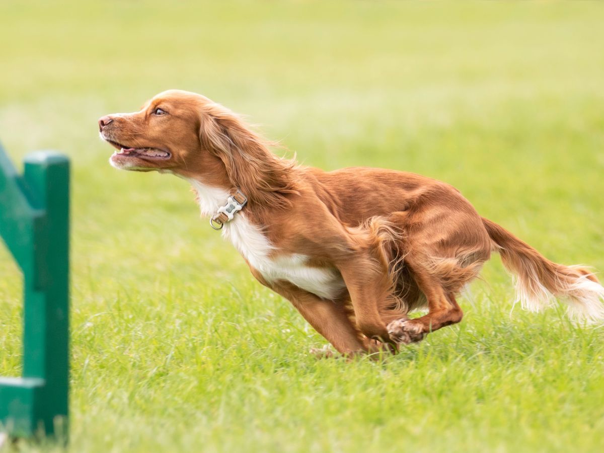 Lyric the cocker spaniel running in a park setting
