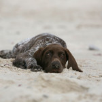 German shorthaired pointer puppy lying on a sandy beach