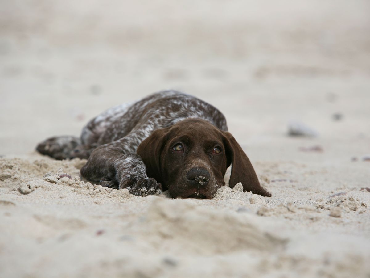 German shorthaired pointer puppy lying on a sandy beach