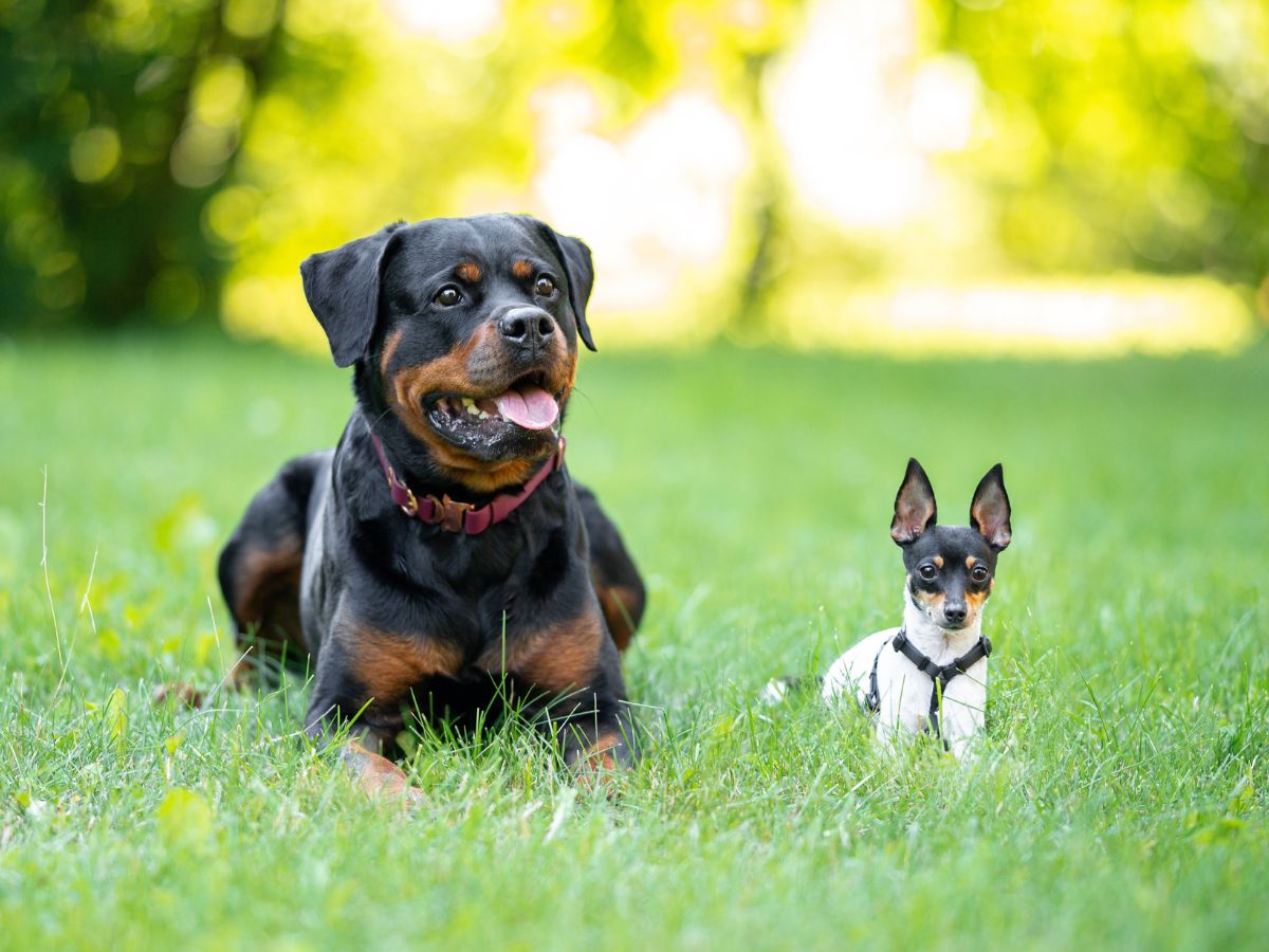 Large Rottweiler and small Toy Fox Terrier lying together on grass, showing size difference between dog breeds