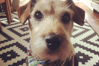 Taffy the Welsh terrier