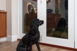 vets now fireworks hub dog Image of a dog looking at fireworks for Vets Now fireworks and pets hub