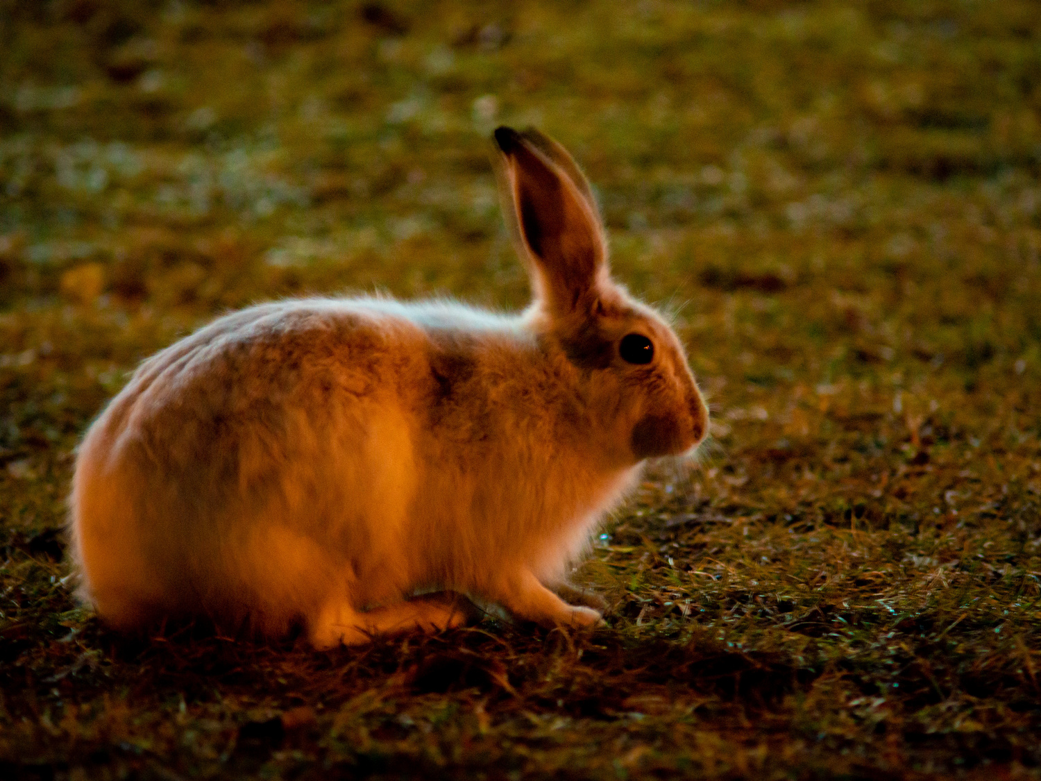 Firework Safety For Pet Dogs, Cats & Rabbits Vets Now