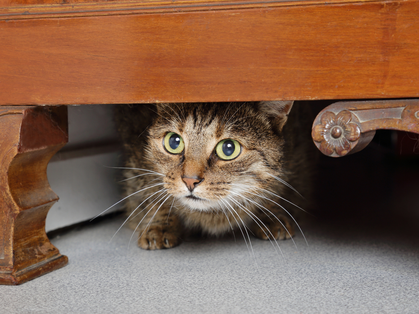 cats and fireworks advice Image of a cat hiding under furniture for Vets Now fireworks and pets hub