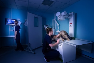 Video vet advice on when NOT to use Video vets Now Image of Vets Now vet treating a dog at Vets Now