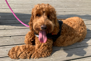 Video Vet pet owners experience with Maisie the labradoodle Image of Maisie the labradoodle for Vets Now article on online vet