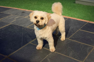 Bailey the dog who was diagnosed via Video Vets Now Image of Bailey the cockapoo for Vets Now Video Vet hub