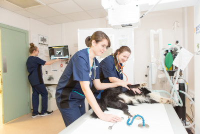 Evening CPD Glasgow 4th April 2024 Vets Now Professionals   Certificate In Veterinary Nursing In ECC 2 