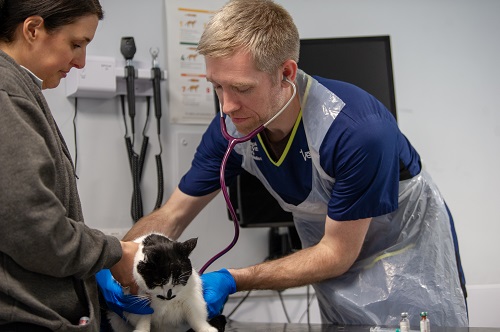 Veterinarian examining a cat at Vets Now Manchester Hospital Veterinarian examining a cat at Vets Now Manchester Hospital