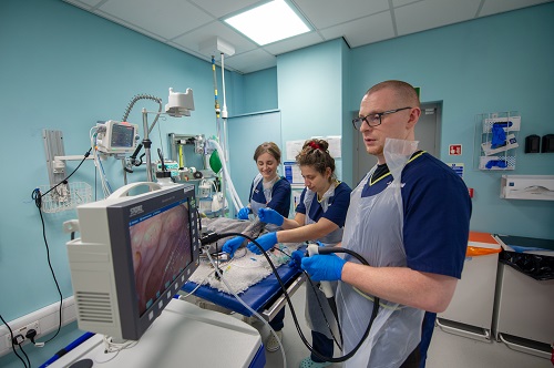 Team at Vets Now Manchester Hospital during internal medicine appointment Team at Vets Now Manchester Hospital during internal medicine appointment