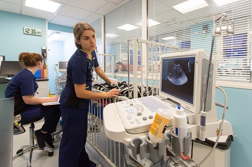 Veterinarian during an ultrasound procedure Veterinarian during an ultrasound procedure
