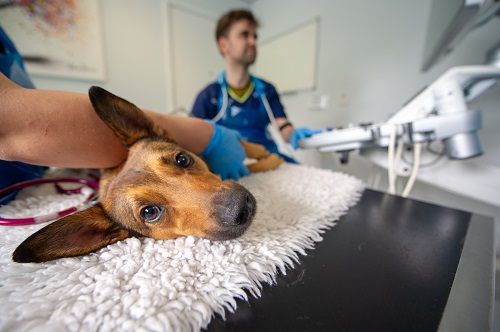 Dog during diagnostic imagining appointment Dog during diagnostic imagining appointment