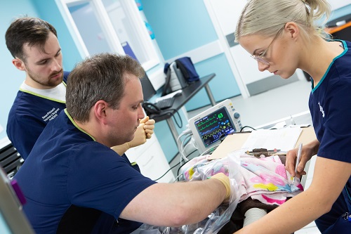 Veterinarians during procedure with a dog Veterinarians during procedure with a dog