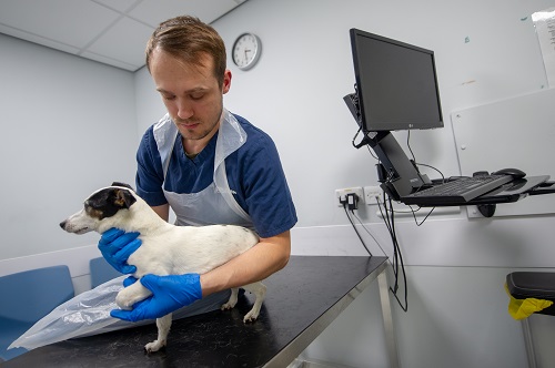 Orthopaedics appointment, veterinarian with a dog Orthopaedics appointment, veterinarian with a dog