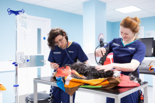 Two veterinary professionals prepare a black and white dog on a table for treatment in a bright, clinical room with medical equipment and an IV drip. They wear navy uniforms reading VetsNow.