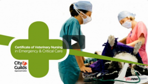 cvn Two masked veterinary professionals tend to an anesthetized dog on an operating table. Text reads: Certificate of Veterinary Nursing in Emergency & Critical Care. City & Guilds Approved Centre.