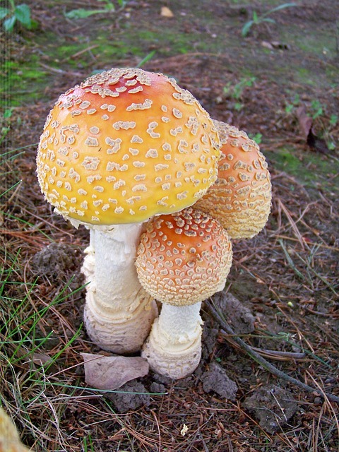 mushroom-poisonous-to-dogs-vets-now-tox-box Cluster of yellow-orange mushrooms with textured caps grow from the forest floor, surrounded by grass and scattered leaves, in a natural wooded setting.