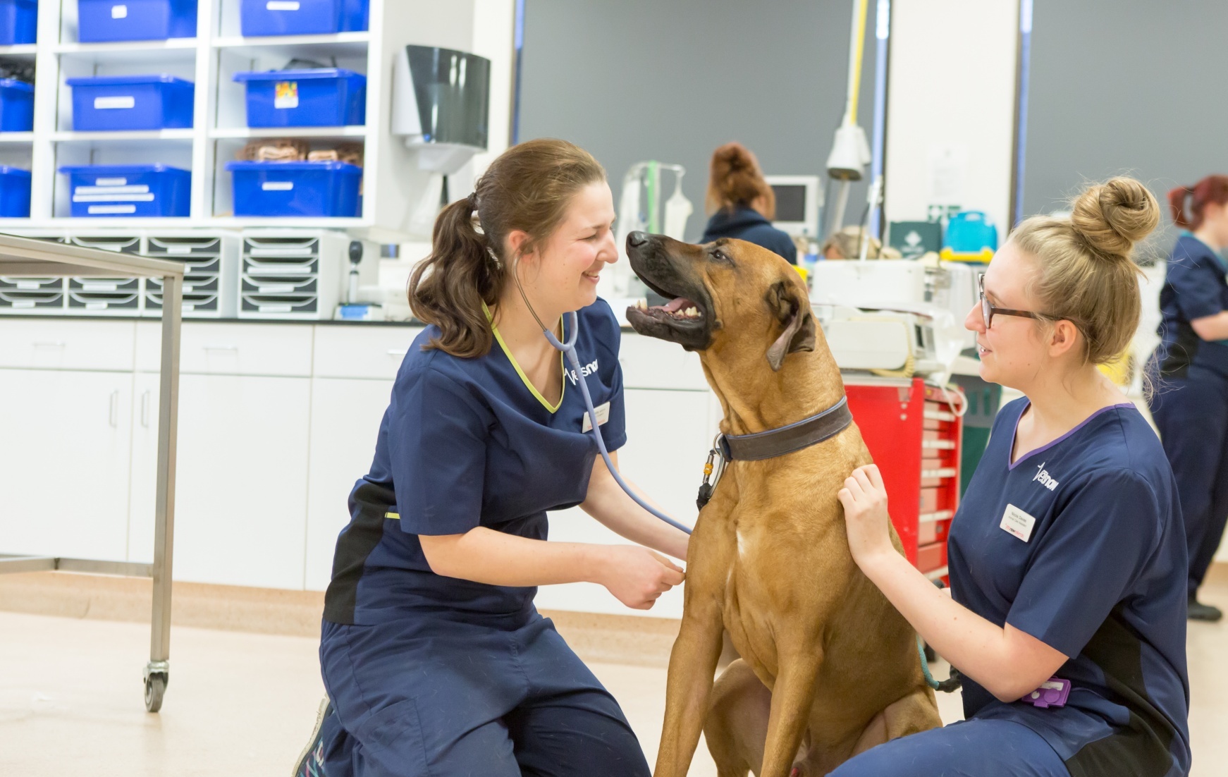 A large brown dog sits calmly as two veterinary staff in navy uniforms examine it in a brightly lit clinic lined with blue storage boxes.