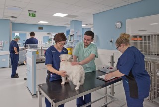 Vets working in Vets Now Manchester A small white dog stands on a veterinary exam table as three staff in scrubs assist. The room is a bright, sterile clinic with medical equipment and supplies.