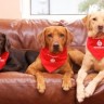 Vets Now Pet Blood Bank for professionals