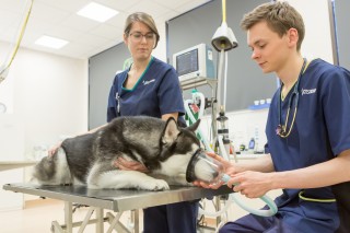 A husky lays on a veterinary examination table while receiving oxygen. Two veterinarians in scrubs monitor the dog in a clinical setting with medical equipment. Text: Vets Now.