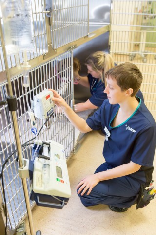 Vets Now out-of-hours Glasgow